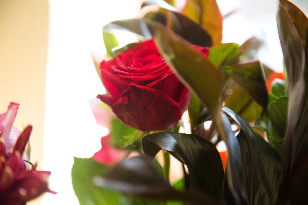 Red rose with foliage