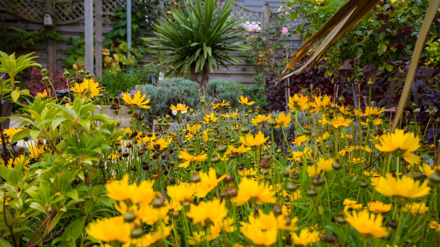 Close up photo of the planting outside Barnsley Hospice