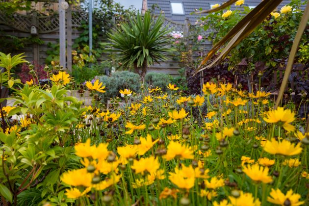 Close up photo of the planting outside Barnsley Hospice