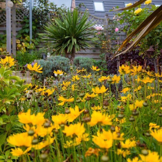 Close up photo of the planting outside Barnsley Hospice