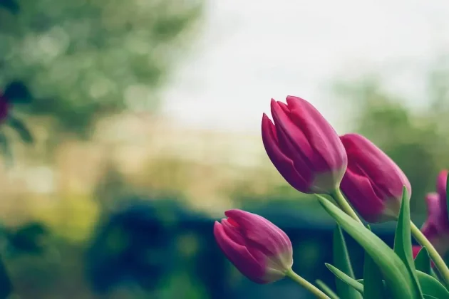 Tulips